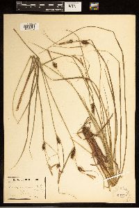 Carex bullata image