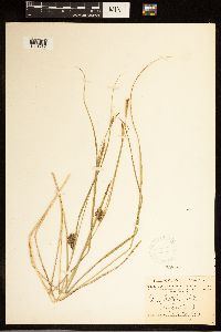 Carex bullata image