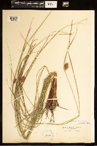 Carex bullata image