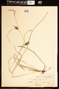 Carex bullata image