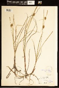 Carex bullata image