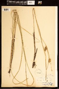 Carex bullata image