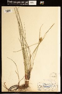 Carex bullata image