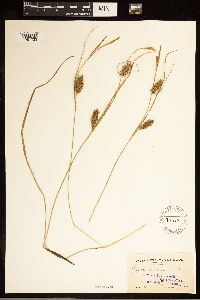 Carex bullata image
