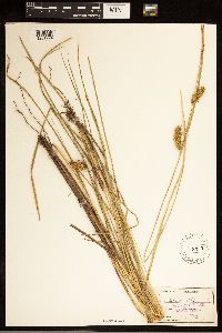 Carex bullata image