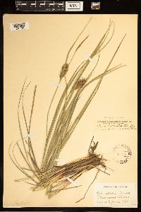 Carex bullata image