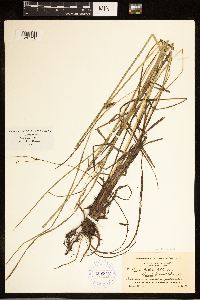 Carex bullata image