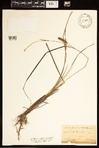 Carex bullata image
