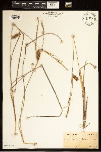 Carex bullata image