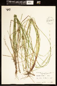 Carex bullata image
