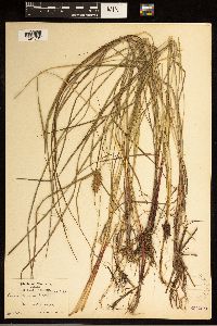 Carex bullata image
