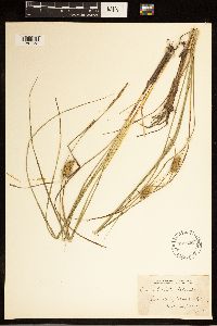 Carex bullata image