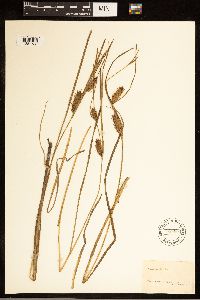 Carex bullata image