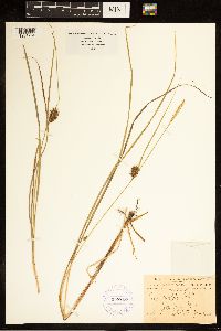 Carex bullata image