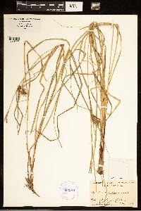 Carex bullata image