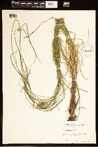 Carex bullata image