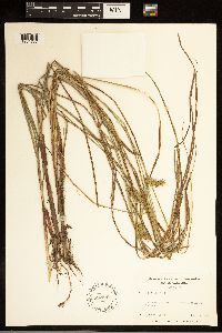 Carex bullata image