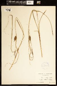 Carex bullata image