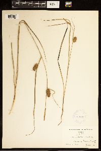 Carex bullata image
