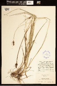Carex bushii image