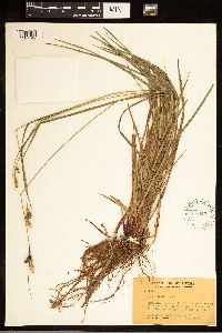 Carex bushii image