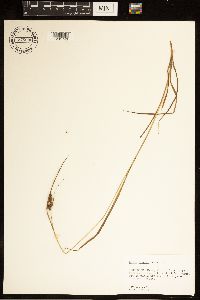 Carex bushii image