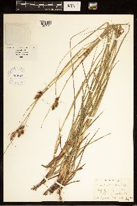 Carex bushii image
