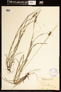 Carex bushii image