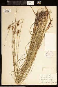 Carex bushii image