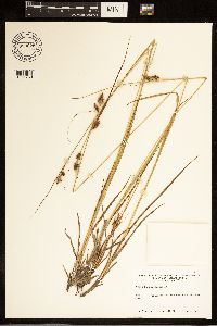 Carex bushii image