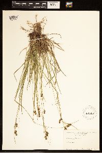 Carex bushii image