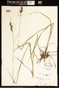 Carex bushii image