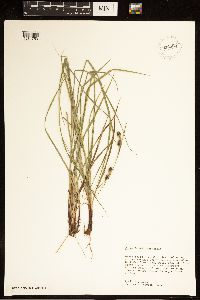 Carex bushii image