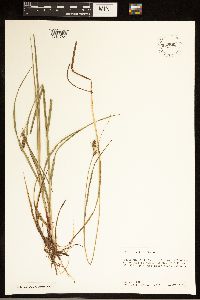 Carex bushii image