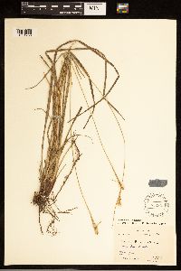 Carex bushii image