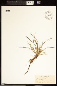 Carex backii image