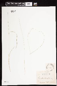 Carex disperma image