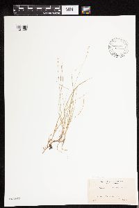 Carex disperma image