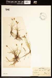 Carex duriuscula image