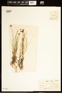 Carex duriuscula image