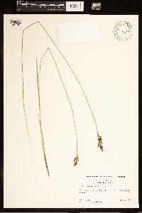 Carex buxbaumii image