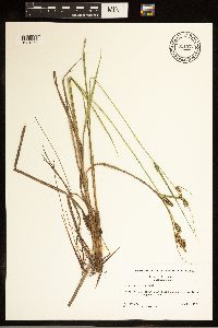 Carex buxbaumii image