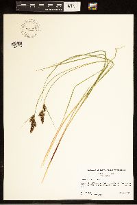 Carex buxbaumii image
