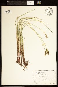 Carex buxbaumii image