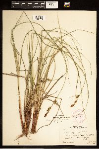 Carex buxbaumii image