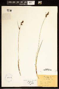 Carex buxbaumii image