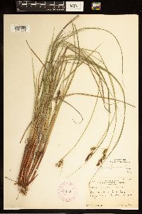 Carex buxbaumii image