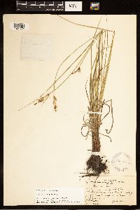 Carex buxbaumii image