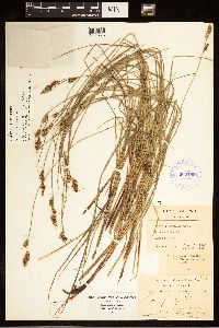 Carex buxbaumii image