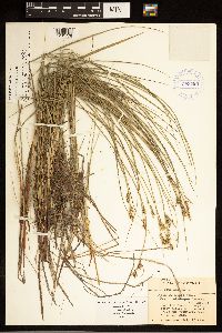 Carex buxbaumii image